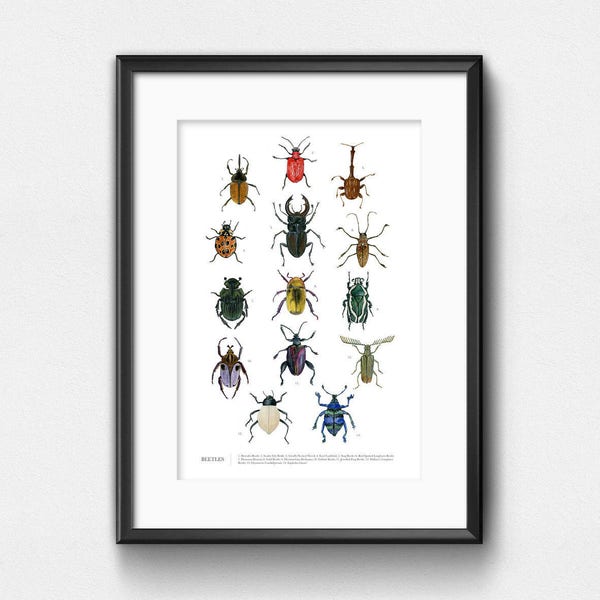 Beetles Art Print | Watercolor Infographic of Beetles | Wall Decor | 11x14 | 13x19