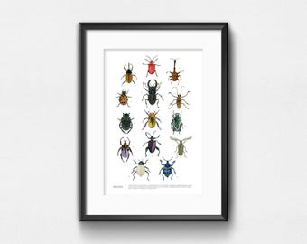 Beetles Art Print | Watercolor Infographic of Beetles | Wall Decor | 11x14 | 13x19