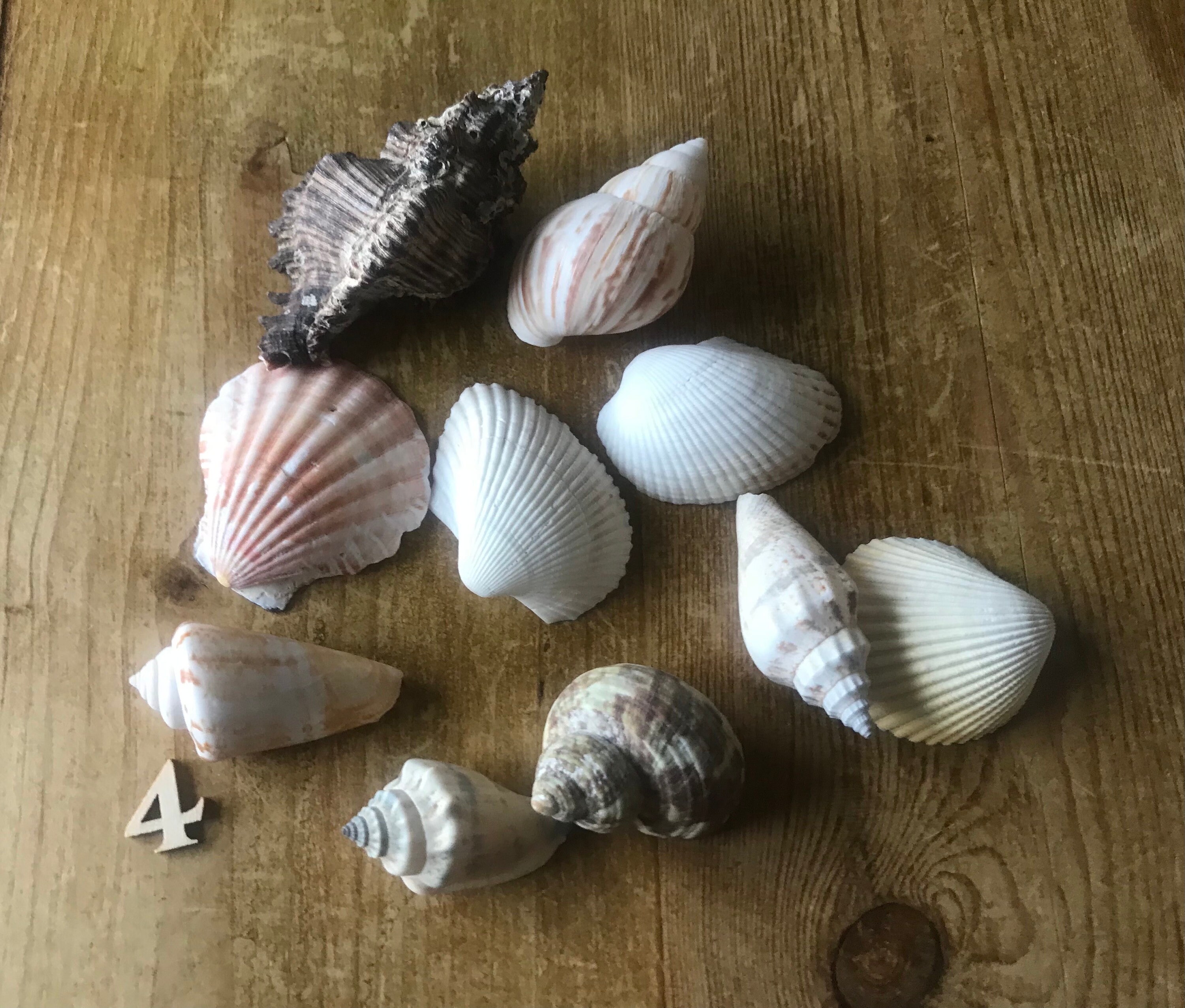 Shell Docrations 10 Sea Shells, Shells for Decorations, Shells for Aquariums, Wedding ...