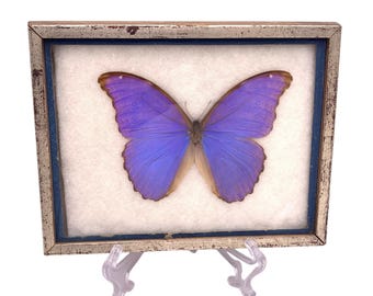 Mariposa Morpho Azul Vintage - Mariposa Real Montada - Enmarcada en su Caja de Muestras Original - Decoración Natural