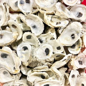 Cleaned bleached Oyster Shells from SC! Free shipping!