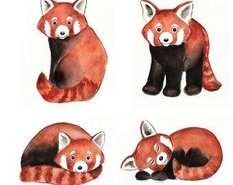 Red Panda Pandas - Watercolor Painting - Wildlife Art Prints Set of 4 - Instant Download Downloads