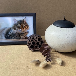 May include: A framed photograph of a tabby cat, a decorative white and black ceramic jar, a dried seed pod, and dried flowers. The cat has brown and black stripes. The jar has a black lid and a textured surface.