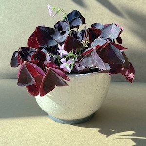 Peut inclure: Un pot en céramique blanche avec un glaçage moucheté contient une plante de trèfle pourpre vibrante avec des feuilles vert foncé.