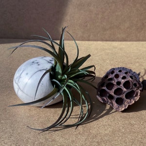 以下が含まれることがあります： 表面がテクスチャ加工された白いセラミック製のプランターに、長く細い葉を持つ緑色のエアプラントが植えられています。乾燥した茶色の蓮のさやも写っています。