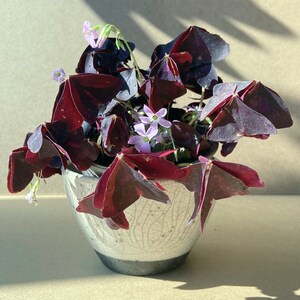 Peut inclure: Un pot en céramique blanche avec un glaçage craquelé contient un arrangement vibrant de plantes shamrock violettes foncées avec de délicates fleurs roses.
