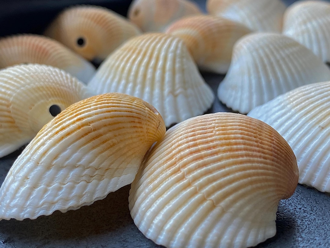 Hobby Shells Set of Drilled Sea Shells for Hobby Project Clam Shells With a 2mm Hole ...