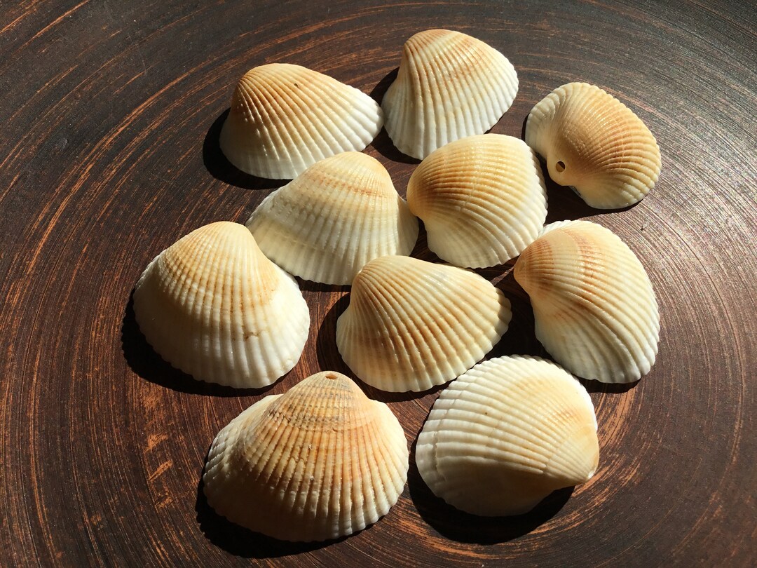 Shell Making It Real Sea Shells Beads With Hole 2 Mm Drilled Sea Shells for Jewelry Craft ...