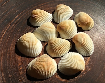 Sea shells beads with hole 2 mm Drilled sea shells for jewelry craft Real beach shells for pendant making Jewellery supplies Craft supplies