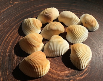 Big sea shells beads with hole 2 mm Drilled white sea shells for jewelry craft Real beach shells for pendant making Jewellery craft supplies