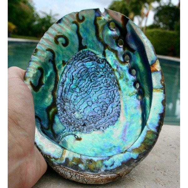 Large Abalone Shell Smudge Bowl 6" Colorful Abalone Shell; Sage Dish; Smudge Bowl; Premium Abalone Seashell