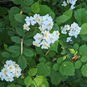May include: A close-up of a white wild rose bush with delicate white flowers and green leaves.