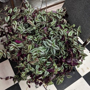 Wandering Jew house plant,12 purple variegated  healthy cuttings,house plant