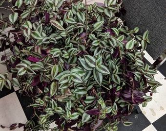 Wandering Jew house plant,12 purple variegated  healthy cuttings,house plant