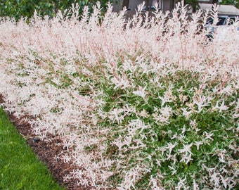 May include: A dense hedge of weeping willow with variegated foliage. The leaves are a mix of green and white, creating a soft, airy look. The branches are slender and drooping, giving the hedge a graceful, cascading effect.