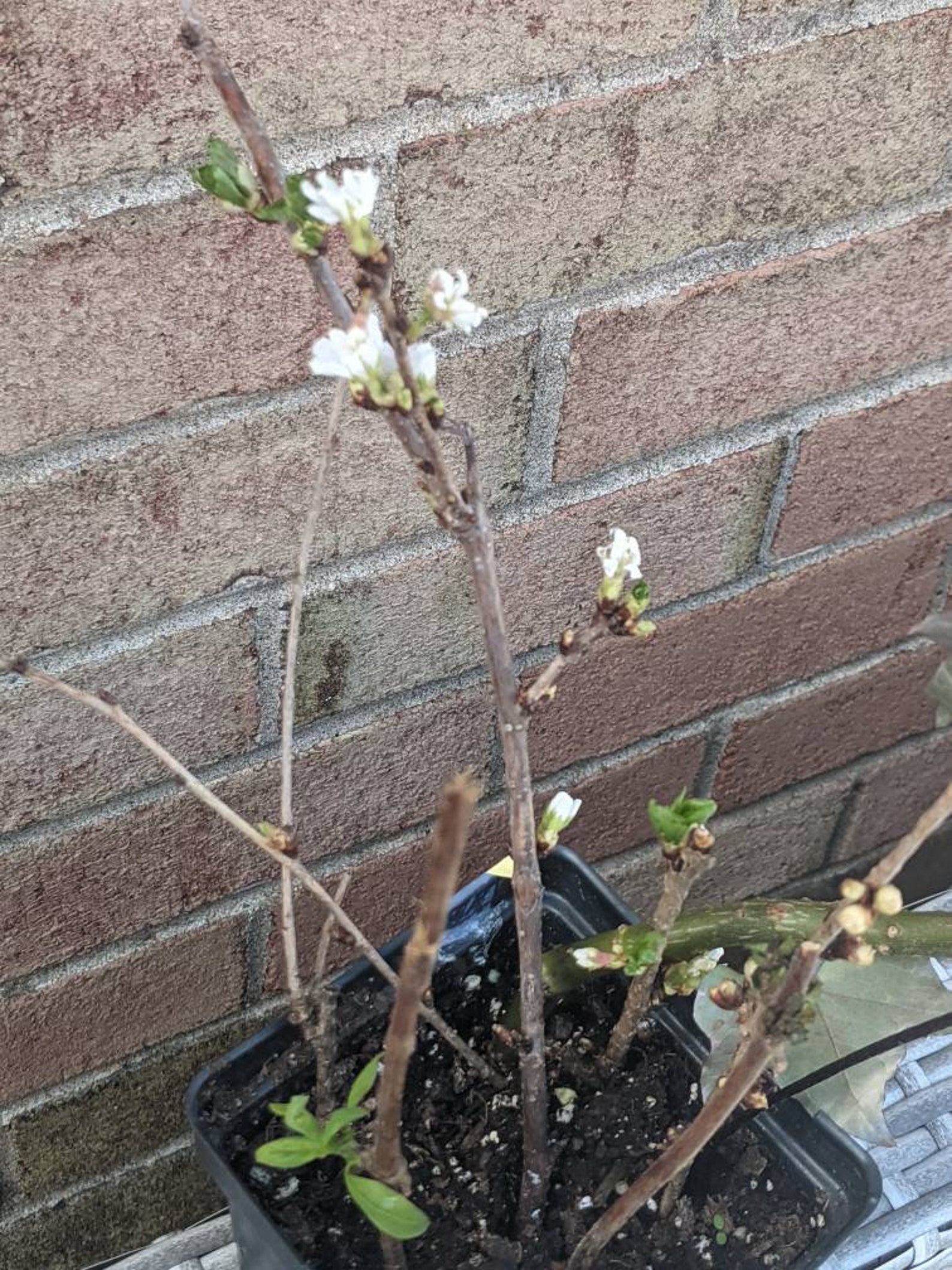 White Weeping Cherry Tree Cuttings 5 Cuttings Etsy