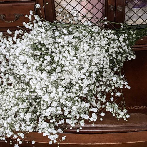 Baby's Breath Fresh Baby's Breath Bunch Weddings Etsy