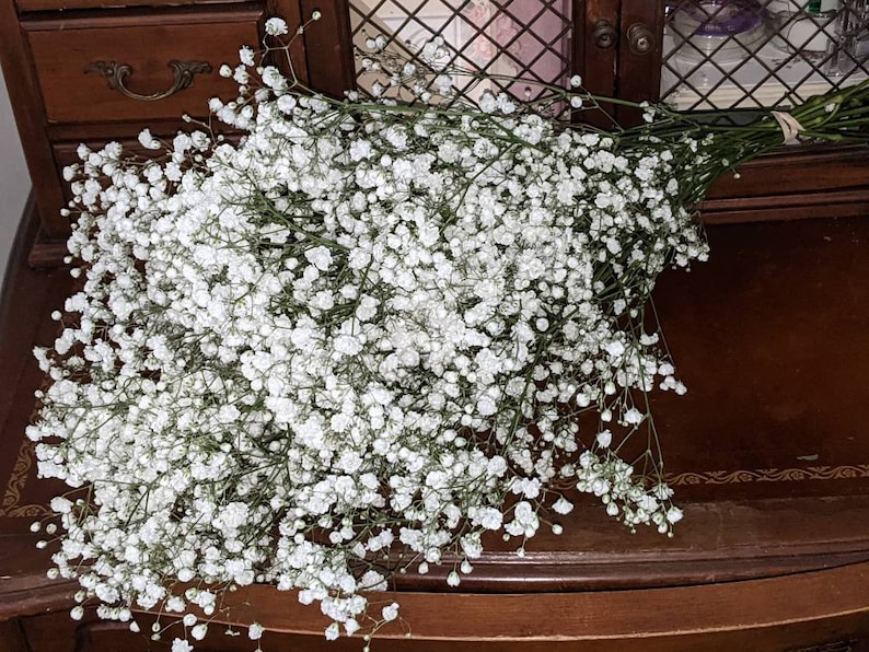 Baby's Breath Fresh Baby's Breath Bunch Weddings Etsy