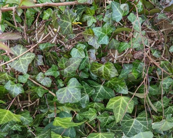 Green Ivy, 20 ivy cuttings,  perennial, unrooted plants,hanging planters,groundcover, very easy to propogate,cottage garden