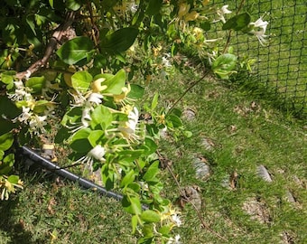 Honeysuckle Cuttings , 10 UNROOTED cuttings, Japonica,perennial,cottage garden, fragrant vine,old fashioned garden