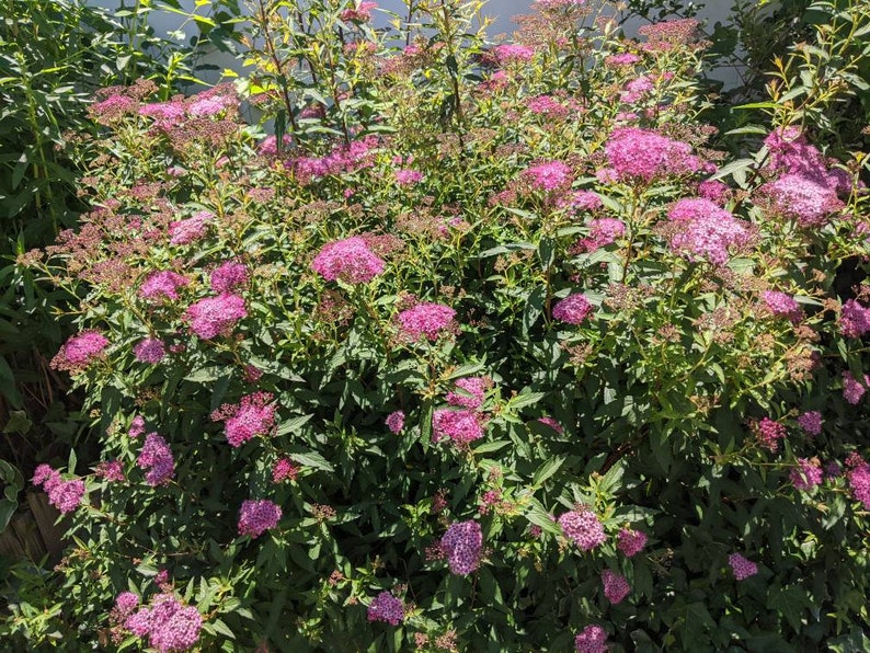 Pink Spirea SEEDS 100 Pluscottage Garden Etsy