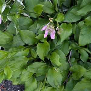 May include: A close-up of lush green hosta plants with large, veined leaves. Delicate, light purple flowers bloom on slender stems, adding a touch of color. The image captures the vibrant foliage and floral details of the garden plants.