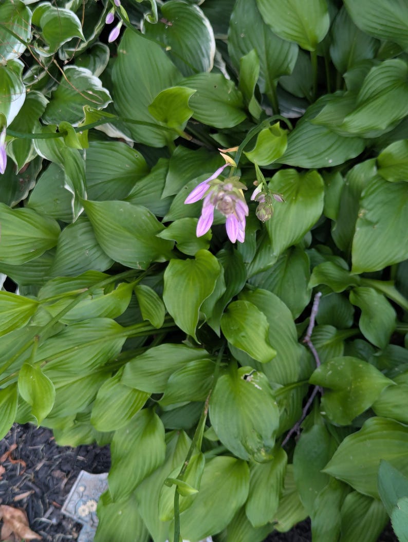 May include: A close-up of lush green hosta plants with large, veined leaves. Delicate, light purple flowers bloom on slender stems, adding a touch of color. The image captures the vibrant foliage and floral details of the garden plants.