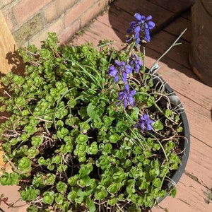 Stonecrop sedum , 30 unrooted cuttings ,garden, fairy gardens, terrariums,ground cover