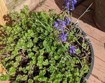 Stonecrop sedum , 30 unrooted cuttings ,garden, fairy gardens, terrariums,ground cover