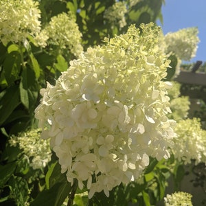Annabelle white hydrangea cuttings, 10 UNROOTED,white hydrangea,garden cuttings, cottage garden