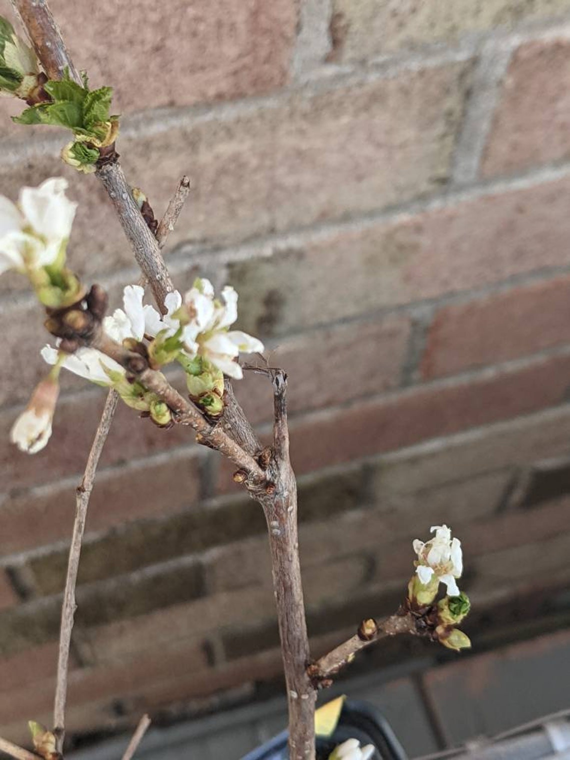 White Weeping Cherry Tree Cuttings 5 Cuttings Etsy