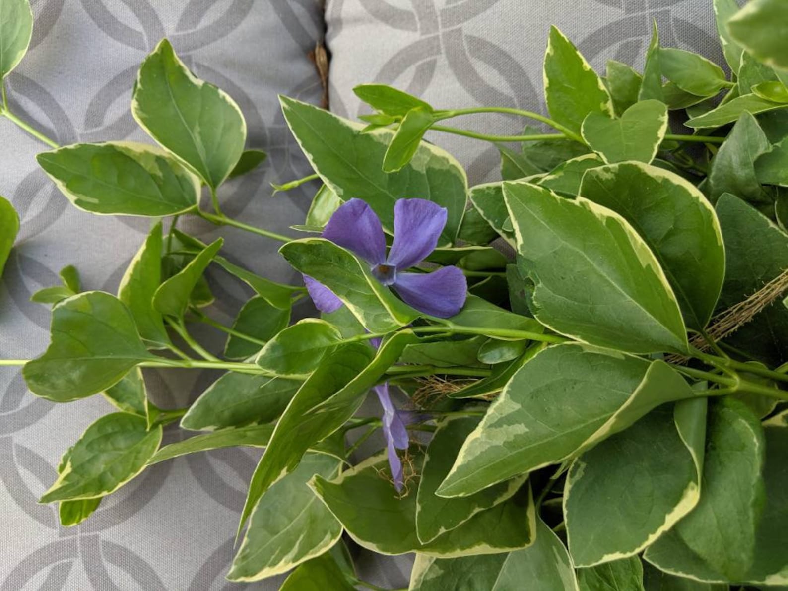 Vinca Vine Cuttings 20 Variegated Perennial Cuttings Etsy
