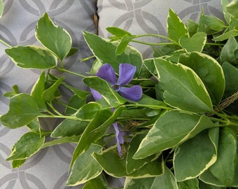Vinca vine cuttings, 25 variegated perennial cuttings,  unrooted plants,hanging planters,groundcover, very easy to propogate, cottage garden