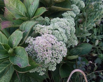 May include: A cluster of Sedum flowers featuring dense, pale green and soft pink buds arranged in flat-topped heads. The plant is surrounded by broad, serrated, dark green leaves with subtle purple-tinged edges, creating a textured botanical display.