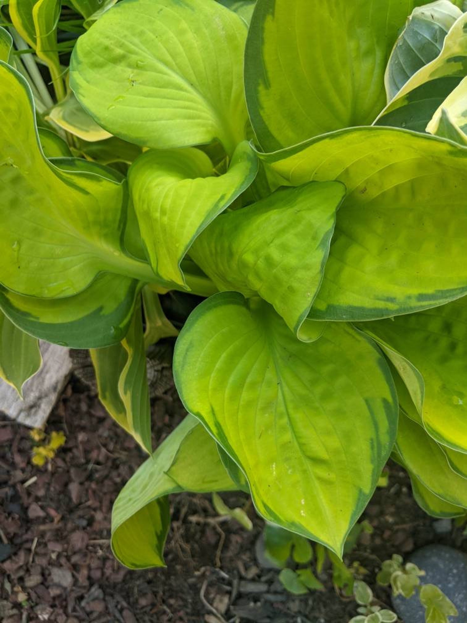 Hosta plants three lime green hostas perennialgarden Etsy