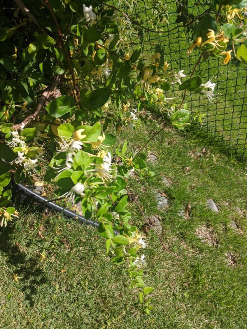 Honeysuckle Cuttings 5 Japonica Honeysuckle Fresh Unrooted Etsy