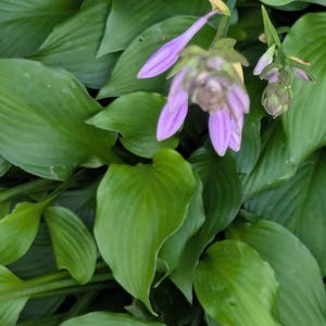 May include: Close-up of a hosta plant with large, vibrant green leaves. Delicate, light purple flowers are in bloom, adding a touch of color. The image showcases the plant's lush foliage and the elegant shape of its flowers, highlighting the beauty of nature.