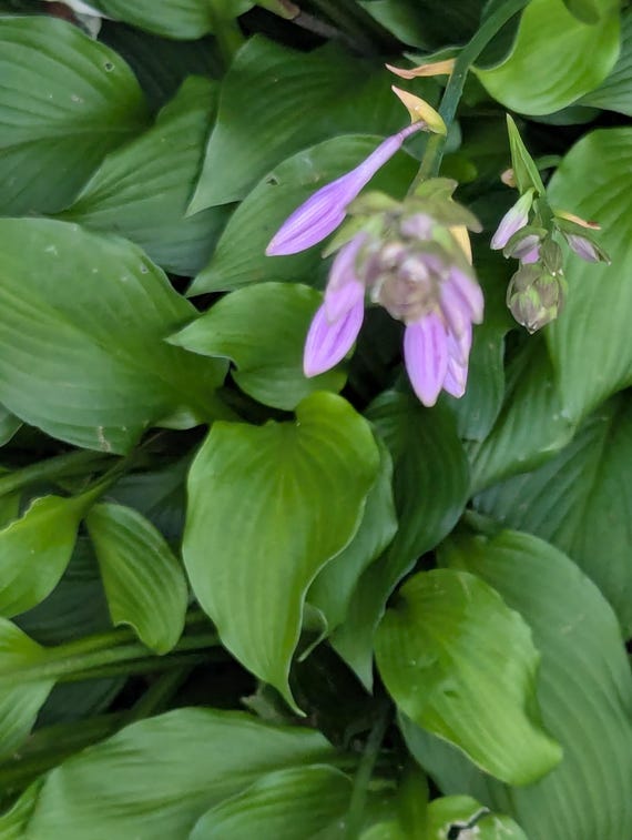 Hostas,3 green hosta plants,  bare root perennial,  very easy to grow,cottage garden, 3 live hosta plants with roots