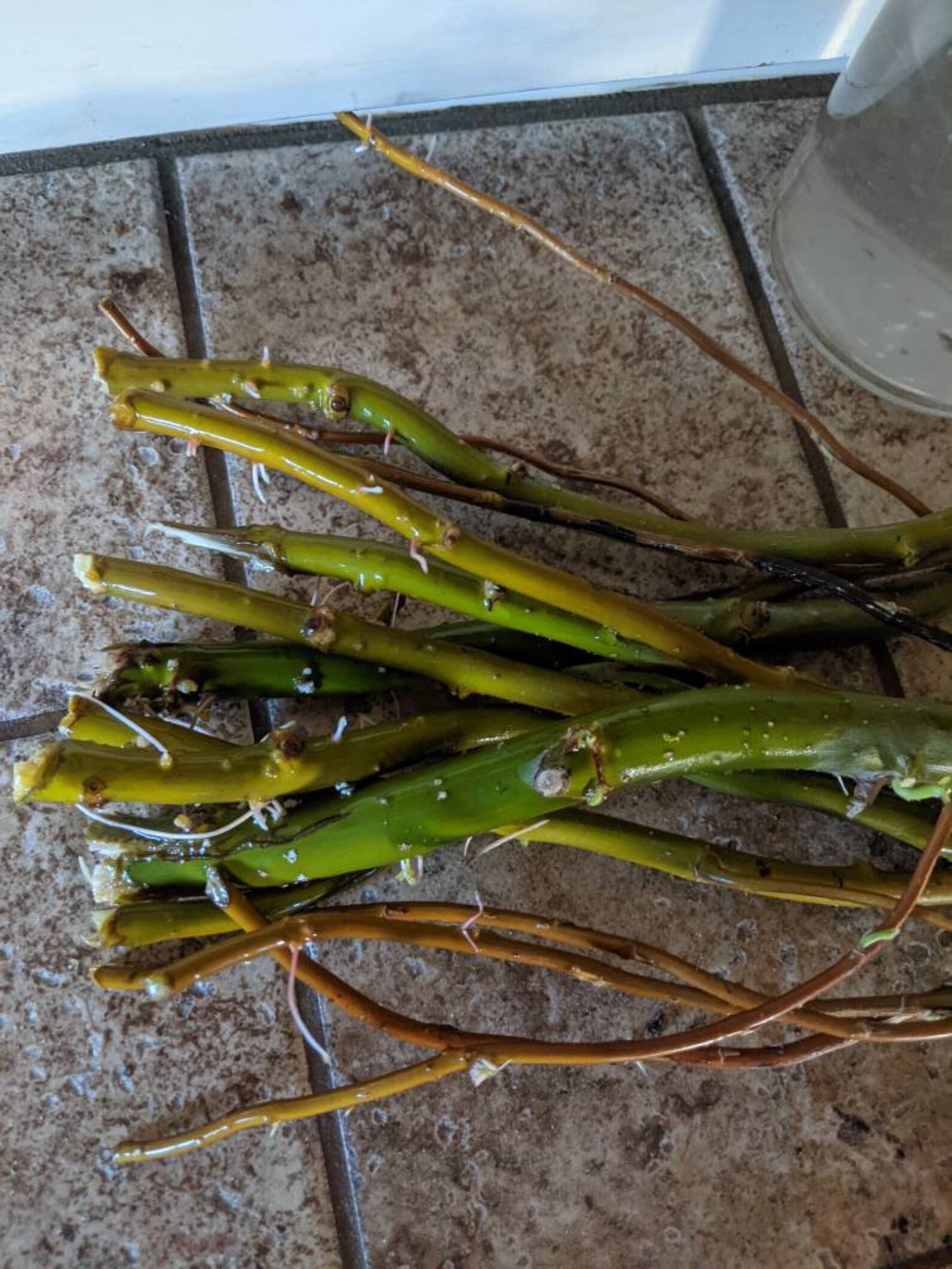 Curly Willow Cuttings 5 Curly Willow Cuttings Etsy