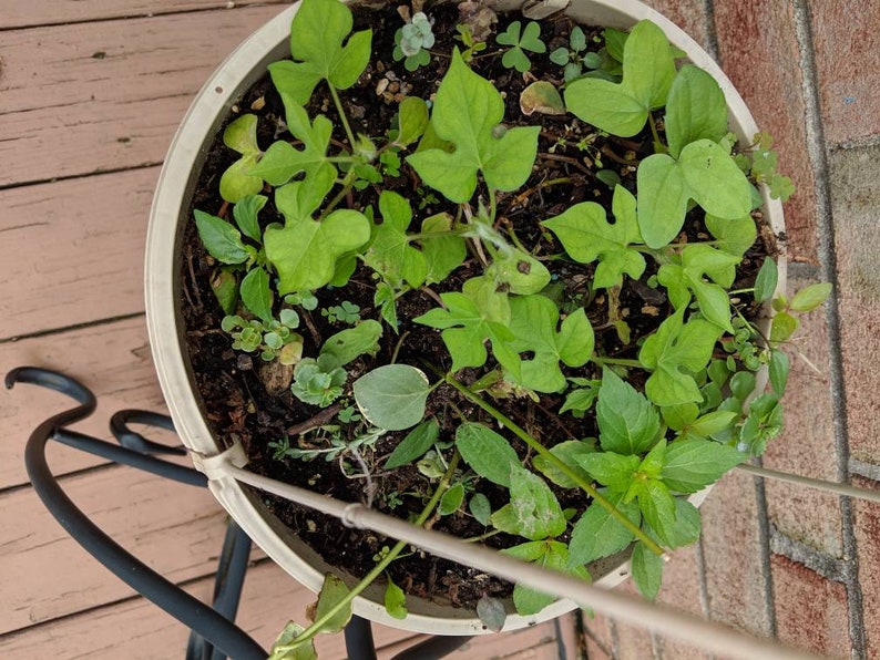 Morning Glory Plant Lavender Bare Root Morning Etsy
