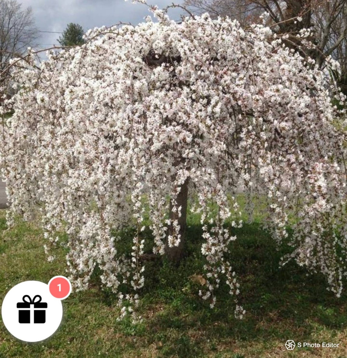 White Weeping Cherry Tree Cuttings 5 Cuttings Etsy