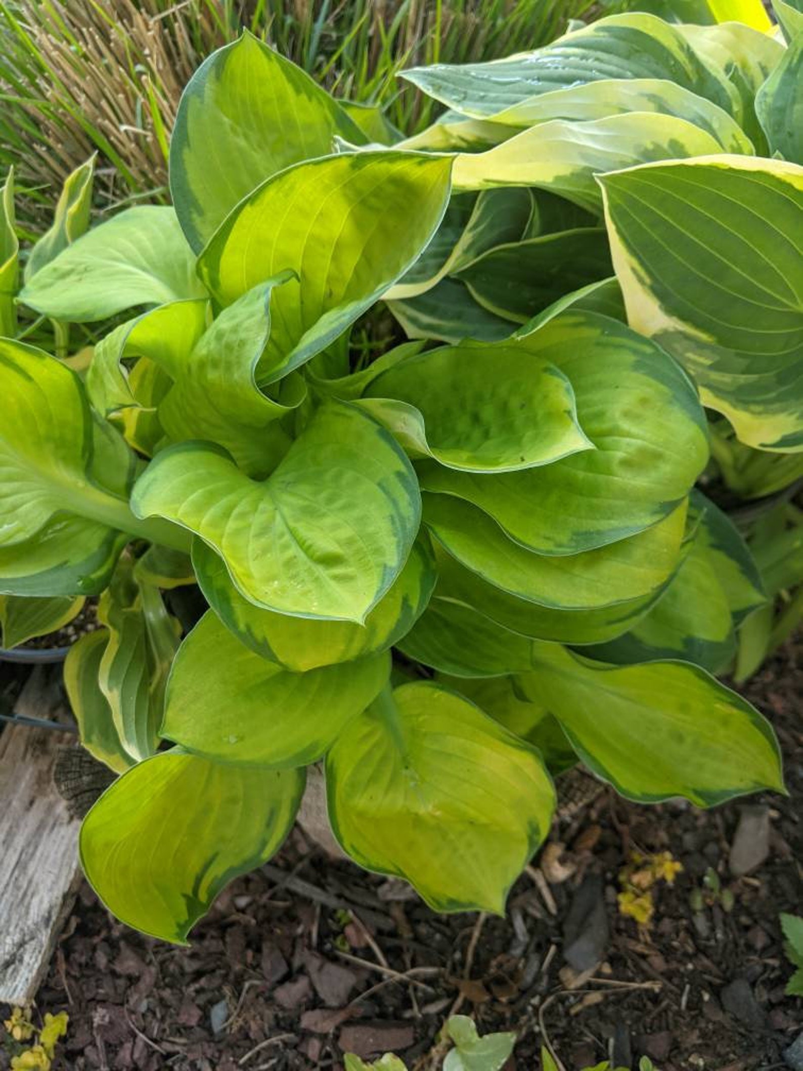 Hosta plants three lime green hostas perennialgarden Etsy
