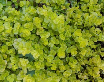 Creeping Jenny, Perennials,ground cover, 30 bare root cuttings,hanging planters,