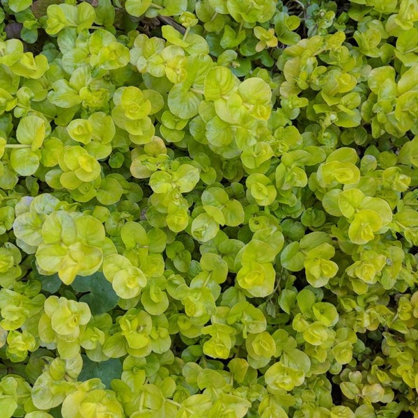 Creeping Jenny, Perennials,ground cover, 30 bare root cuttings,hanging planters,