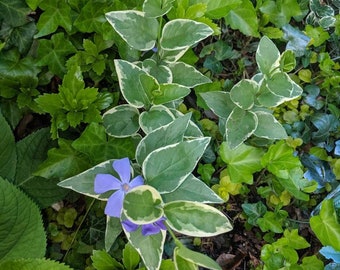 Vinca vine cuttings, 12 UNROOTED vinca vine cuttings, perennial, ground cover, use in hanging baskets
