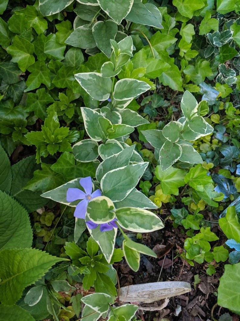 Vinca Vine Cuttings 10 Variegated Perennial Cuttings Etsy