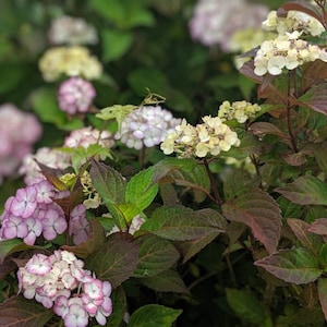 May include: Close-up of a hydrangea plant with clusters of white, pink, and purple flowers. The leaves are a mix of green and burgundy. The image is a natural, outdoor shot, showcasing the plant's vibrant colors and textures.