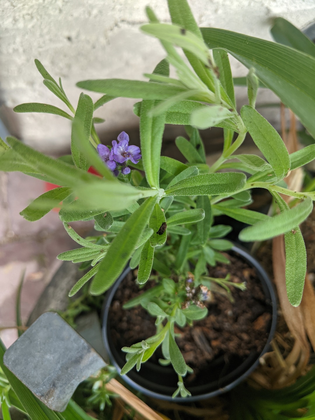 Lavender Plants, Bare Root Lavender, 2 Bare Root Lavender Plants