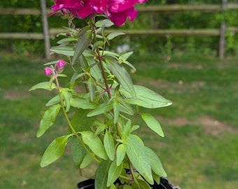 Snapdragon potted plant, burgundy snapdragon, annual, cottage garden, beautiful burgundy florets, 4"pot