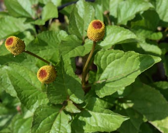 Organic Spilanthes Seeds, Acmella Oleracea, Toothache Plant, Szechuan Buttons